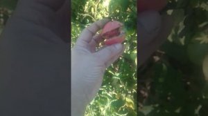 обзор томата Розовый лидер, урожай 2020