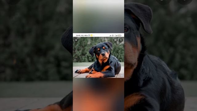 угадай 3 моих любимый пород собак смотреть онлайн
