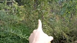 Очень вкусная груша Ноябрьская. Осенний сорт груш. Морозоустойчивый сорт груш.