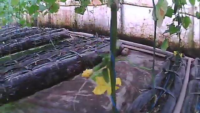 ОГУРЕЦ - вторая молодость -большой урожай смотреть онлайн