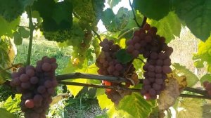 Калининградский виноград. Рилайнс Пинк Сидлис. (РПС)