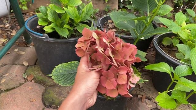 Крупнолистная гортензия. В какой вазон садить гортензии, объём вазона..