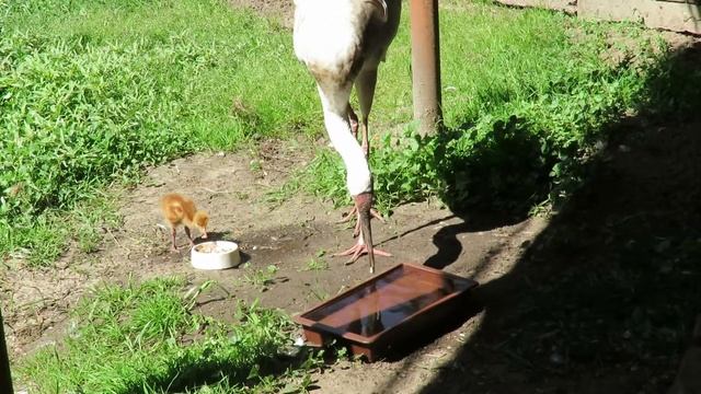 Белый журавль стерх с птенцом смотреть онлайн