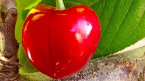 Черешня по системе УФО（UFO）