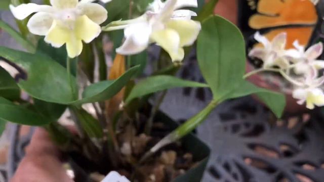 Dendrobium Micro Chip (aberrans x normanbyense) orchid in bloom and care tips смотреть онлайн