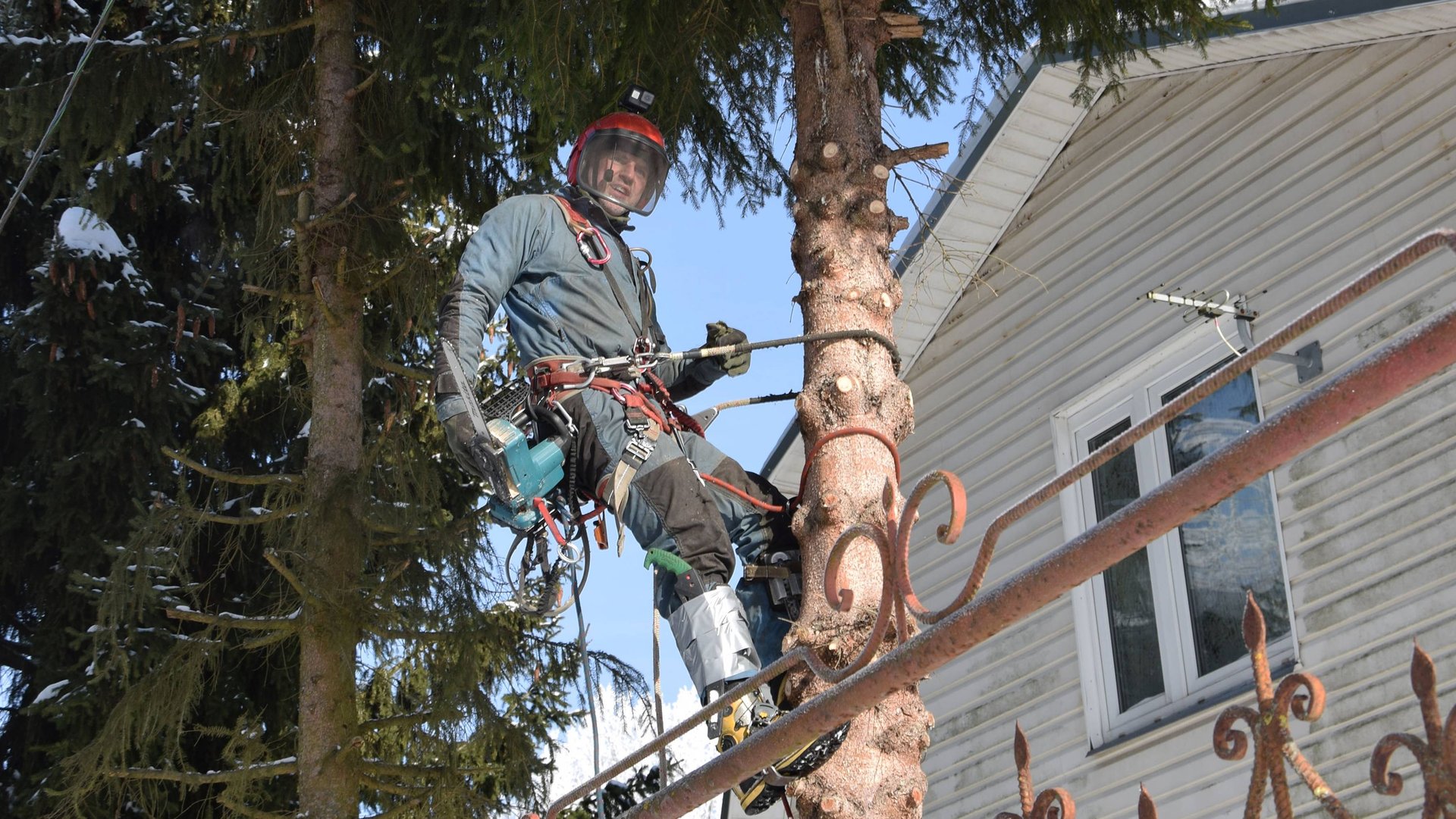 Удаление двух елочек зимой вблизи проводов и деревенского дома.