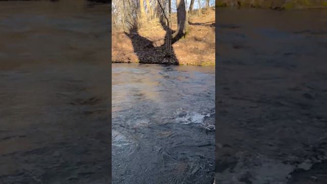 Аргунский заповедник🩶 смотреть онлайн
