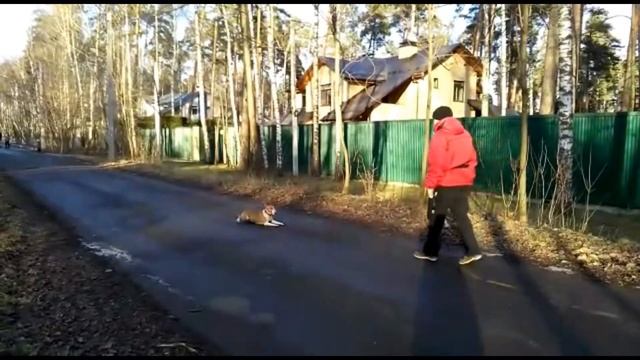 БУЛЬТЕРЬЕР. 30-дневный курс ПОСЛУШАНИЯ #3