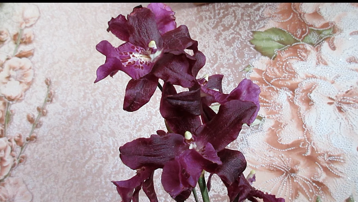 Очередная новинка. Камбрия.  Беаллара.  Кальмонара.  Another Novelty. Cambria. Beallara. Colmanara.