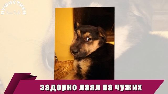Щеночек с опухшей щекой прятался от взрослых собак