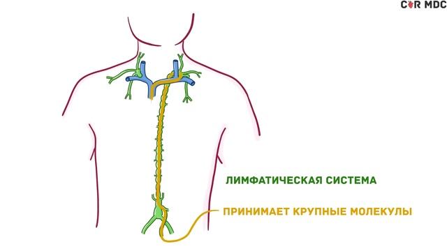 Лимфатическая система - введение, физиология, анатомия, функции смотреть онлайн