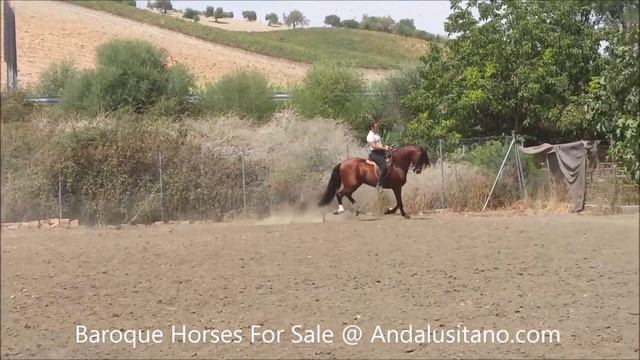 Baroque Andalusian Horse For sale смотреть онлайн