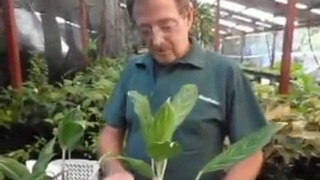 How to Grow Aglaonemas - Paradise Distributors смотреть онлайн