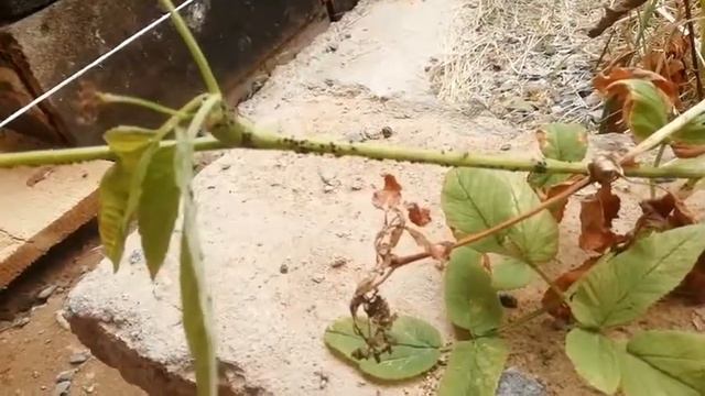 Эксперт Сергей муравьи животноводы 2019 06 27 смотреть онлайн