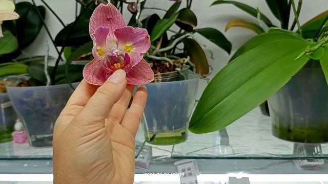 Остатки летнего цветения моих орхидей) сентябрь 23 смотреть онлайн