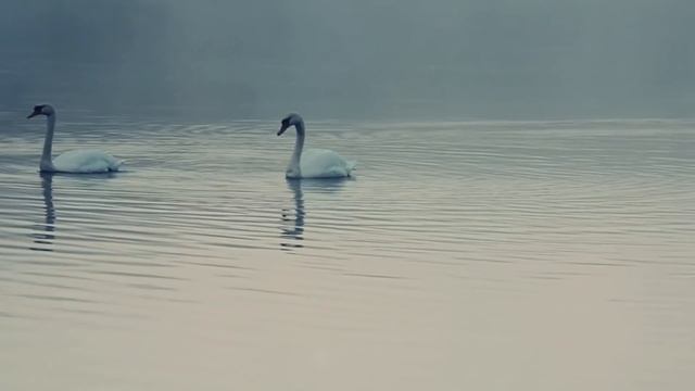 LRK Trio "Drops" смотреть онлайн