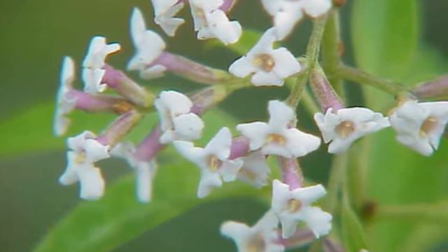 Lippia citriodora смотреть онлайн