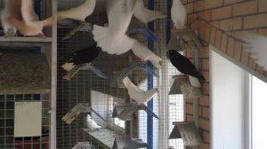 Голуби Харлашина 6 ая часть    Бакинские широкохвостые , чёрные белохвостые обрезные красавцы.