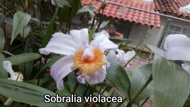 Compilación de orquídeas de Los Andes venezolanos смотреть онлайн