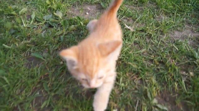 Рыжий котенок-метис британки смотреть онлайн