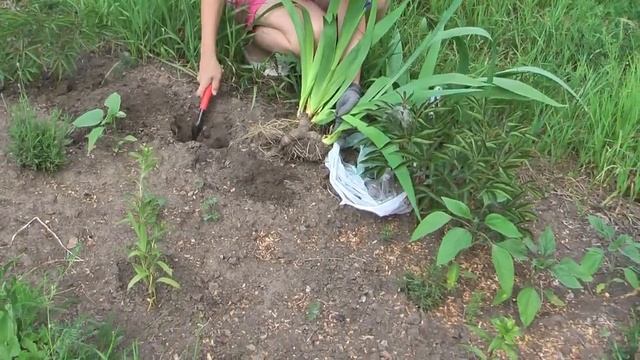 Посадка ирисов весной ? Iris Planting