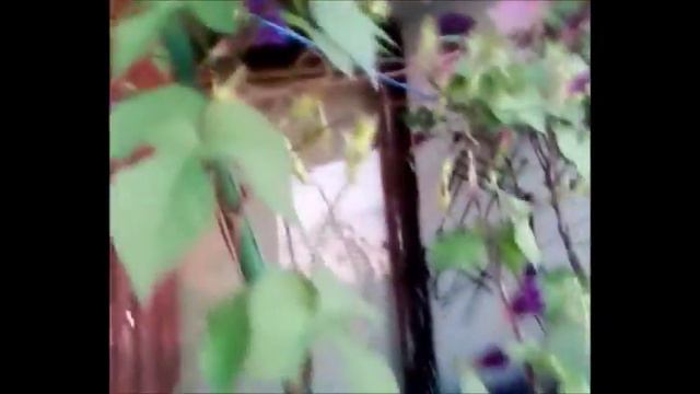 Всходит Солнце ;раскрываются цветы Sun rises; flowers open смотреть онлайн