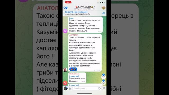 Бактериоз арбуза/ как поливать арбуз