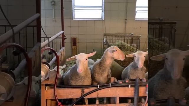 Молодняк овец породы лакон на ферме в Верхней Австрии смотреть онлайн