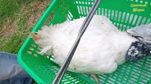 Вес бройлеров в 2 месяца?! Мой метод кормления в жару, себя оправдывает. Бройлер Кобб 500.