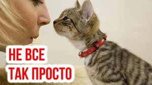 Что думают кошки о наших поцелуях?