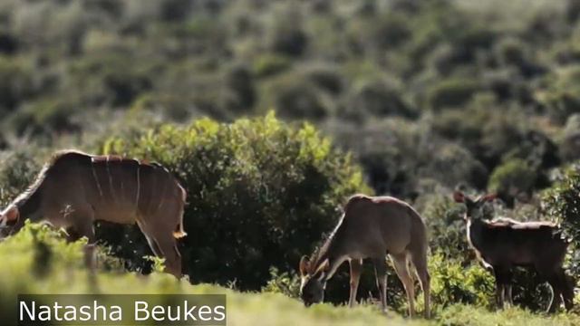 Addo Elephant National Park Adventure!! смотреть онлайн