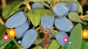 Жимолость съедобная Тундра. Краткий обзор, описание характеристик lonicera edulis Tundra