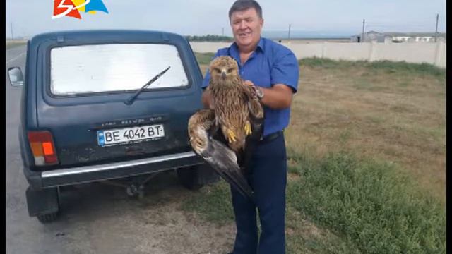 Объектив 12 09 18 Спасение детеныша степного орла смотреть онлайн