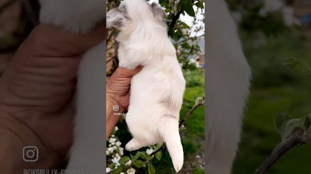 Чихуахуа мальчик, бело-лиловый, ждём маму !!! смотреть онлайн