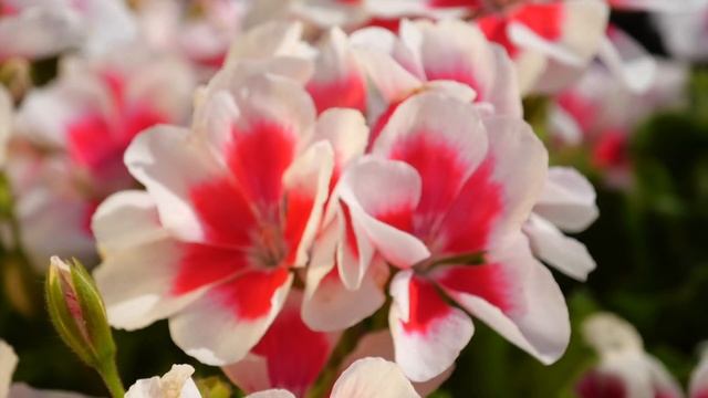 Pelargonium Geranium White Splash