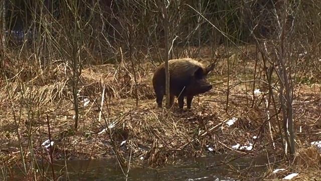 Дикий КАБАН на квадроцикл. ! Очень дикий кабан! Смотреть до конца! НАПАДЕНИЕ ДИКОГО КАБАНА!!! смотреть онлайн