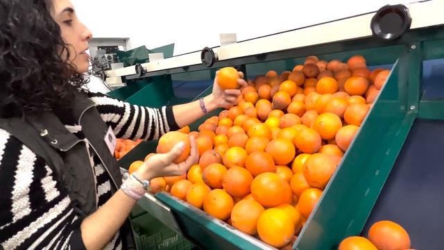 Как где и когда купить сладкие хорошие апельсины смотреть онлайн