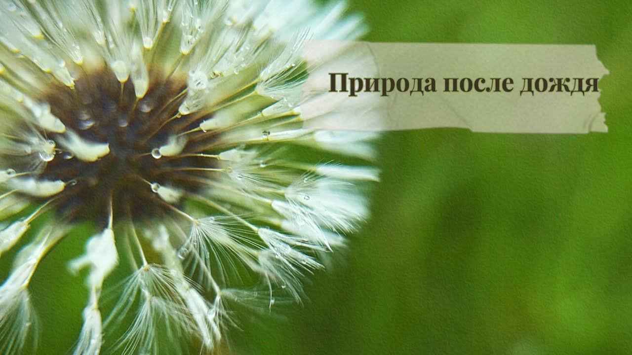 В гармонии с природой Природа после дождя// Nature after the rain смотреть онлайн