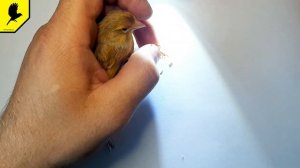 Канарейка ничего не почувствует. Как безболезнено обрезать когти у канарейки?