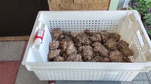 КАЛЛЫ! Выращивание и уход от А до Я.