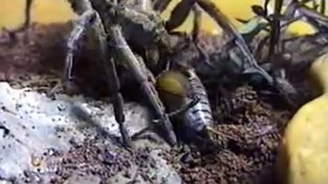Lycosa wolf spider catching a cricket смотреть онлайн