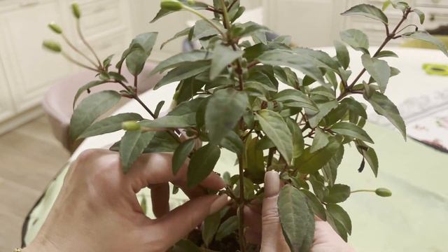 №68. Фуксия. Осенняя обрезка. Зачем нужен период покоя? Условия обильного цветения. смотреть онлайн