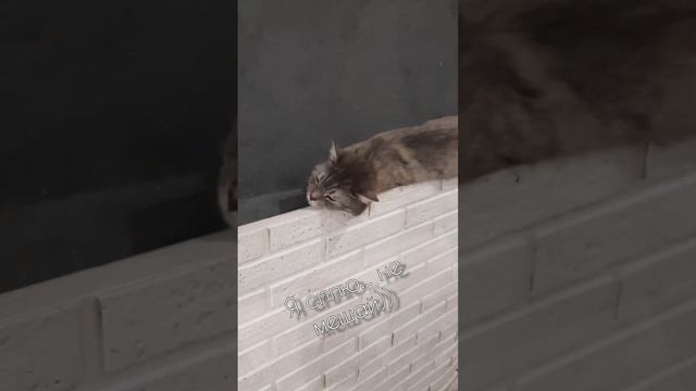 Просто Кот спит... где успел там уснул? смешные Коты и Кошки))) смотреть онлайн