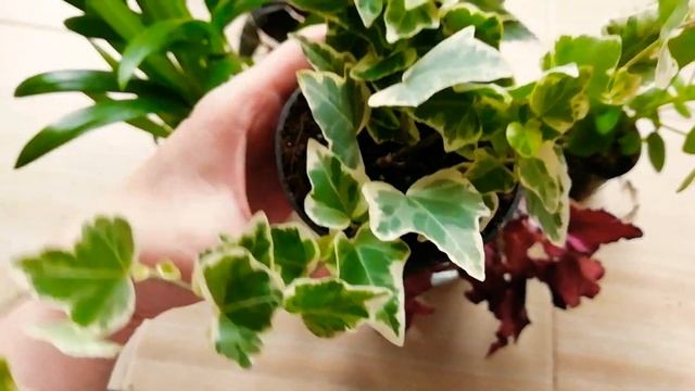 Опять новое поступление! Шефлера, арека, Бегония, плющ, радермахера! смотреть онлайн