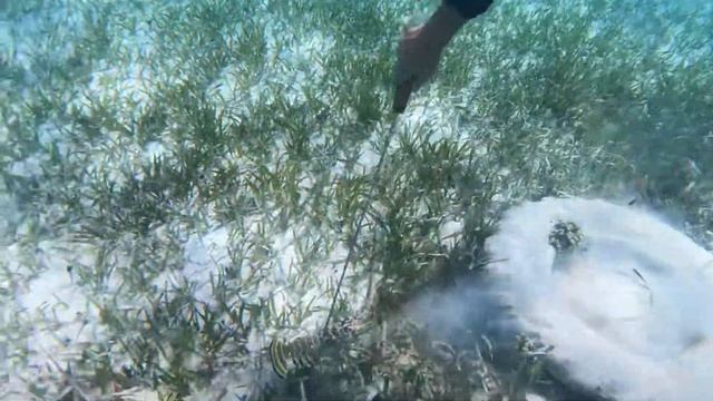 Cayo Coco. Кайо Коко, Куба смотреть онлайн