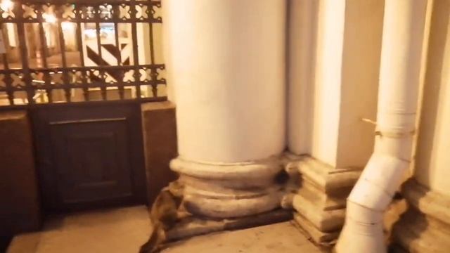 Пушистые сотрудники Эрмитажа на ночной охоте.)) смотреть онлайн