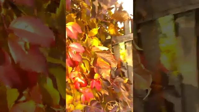 Где мы ловим wi-fi смотреть онлайн