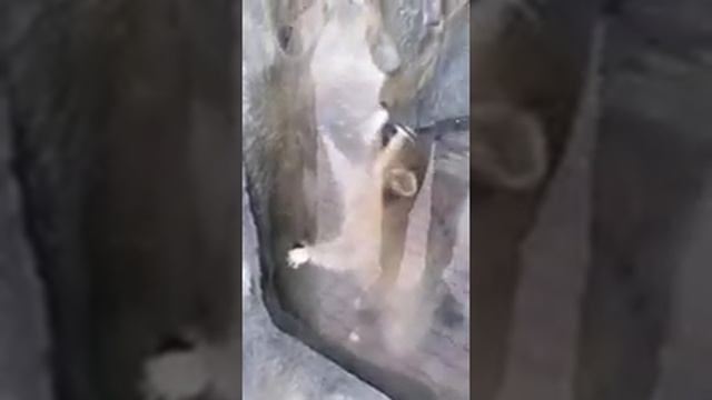 Hungry raccoons смотреть онлайн