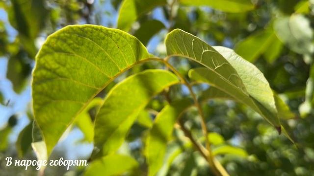 К чему разбивается тарелка. Народные приметы.