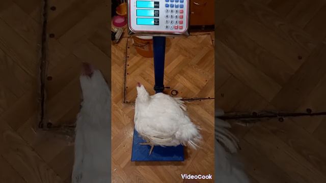 Кобб 500 Испания 51день, вес . смотреть онлайн